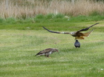 FZ015658 Red kites (Milvus milvus).jpg